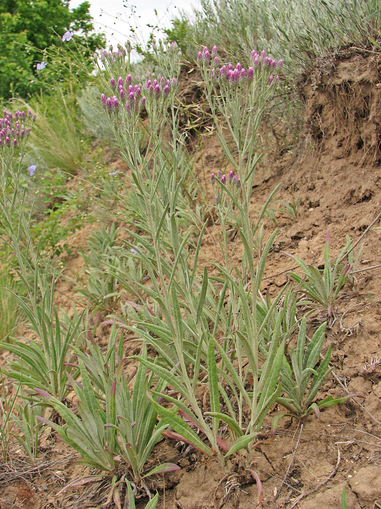 Image of Jurinea multiflora specimen.