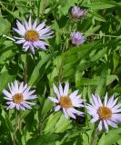 Aster sibiricus