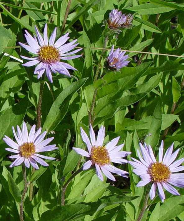 Image of Aster sibiricus specimen.