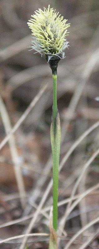 Изображение особи Eriophorum vaginatum.