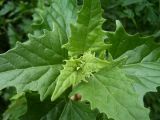 Atriplex sagittata