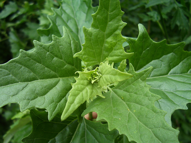 Image of Atriplex sagittata specimen.