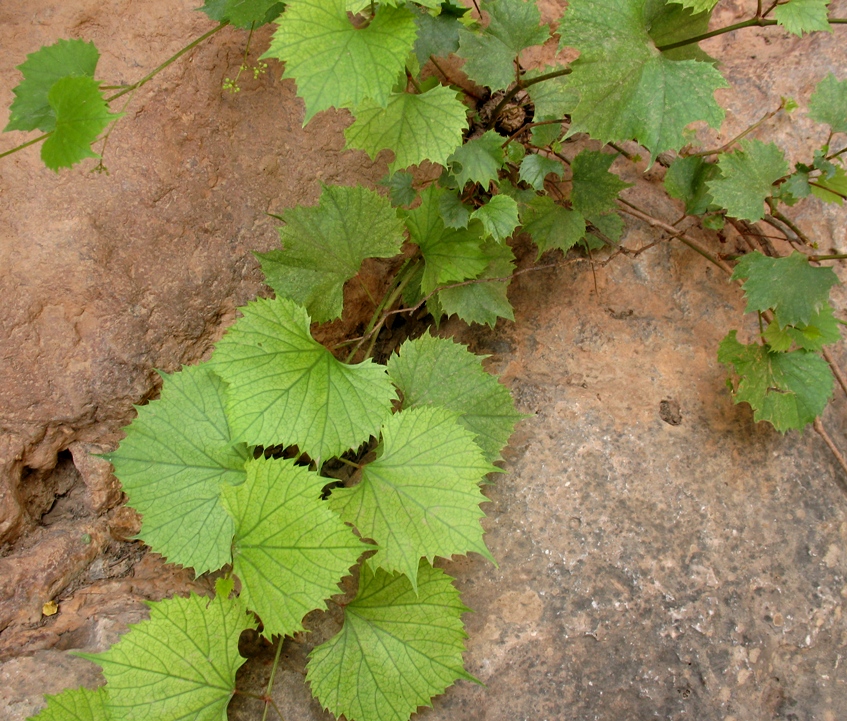 Изображение особи Ampelopsis aegirophylla.