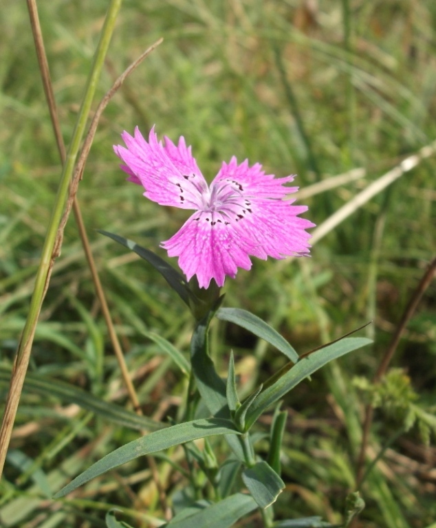 Изображение особи Dianthus fischeri.