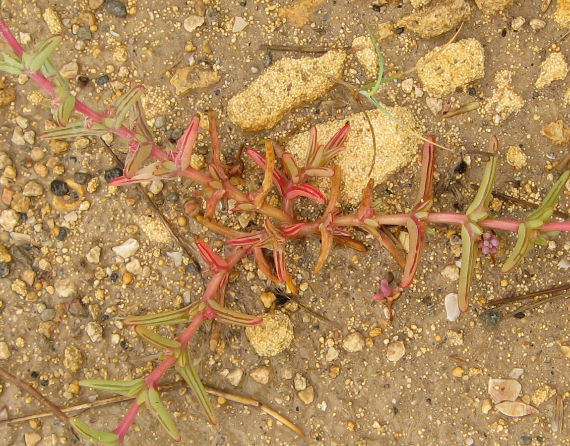 Image of Salsola soda specimen.