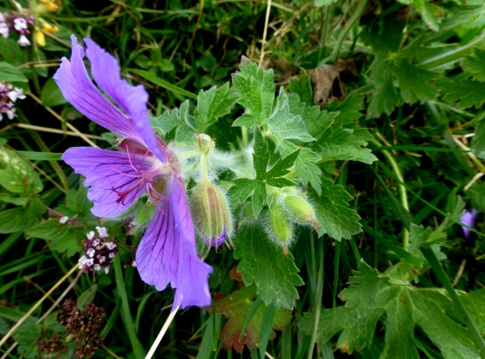 Изображение особи Geranium platypetalum.