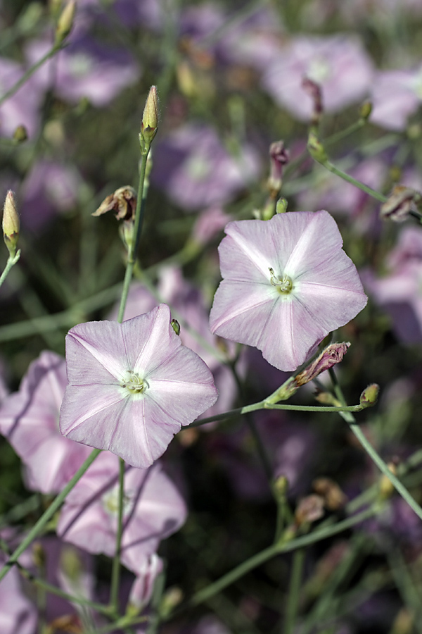 Image of Convolvulus subhirsutus specimen.