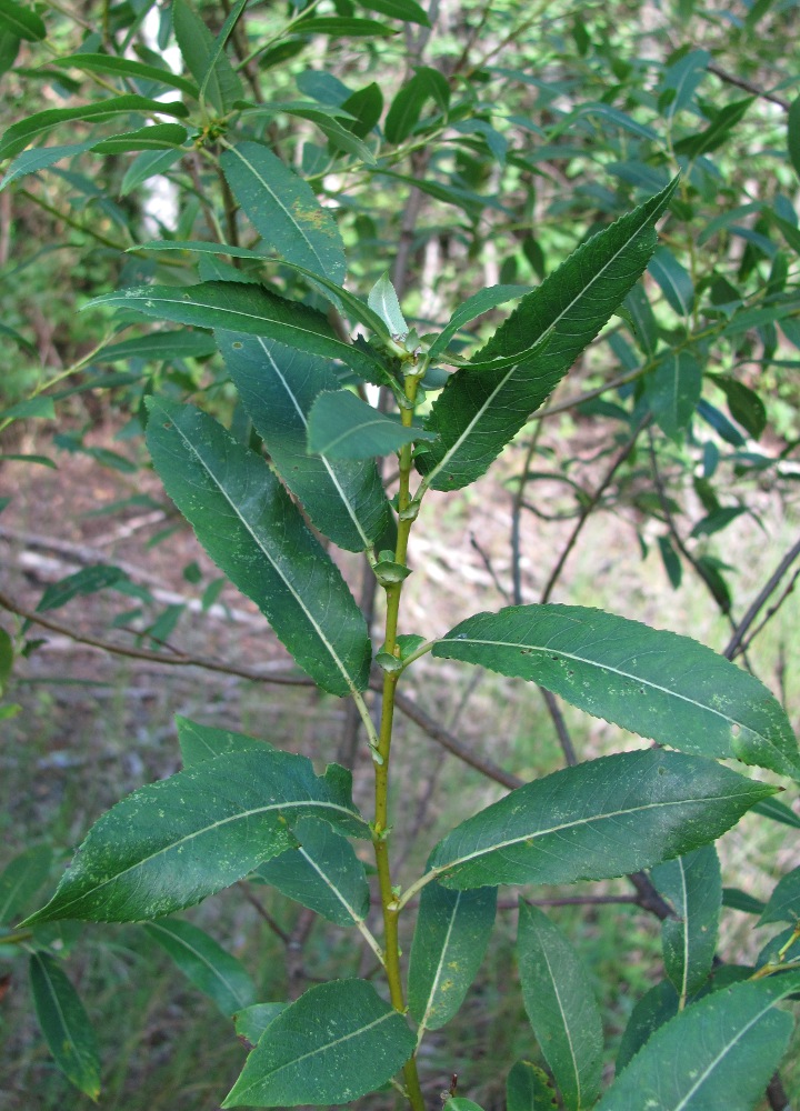 Image of Salix triandra specimen.