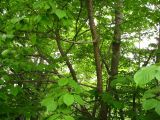 Cerasus sachalinensis. Молодое дерево. Сахалин, г. Южно-Сахалинск. Июль 2012 г.