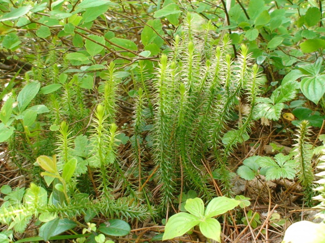 Изображение особи Lycopodium annotinum.