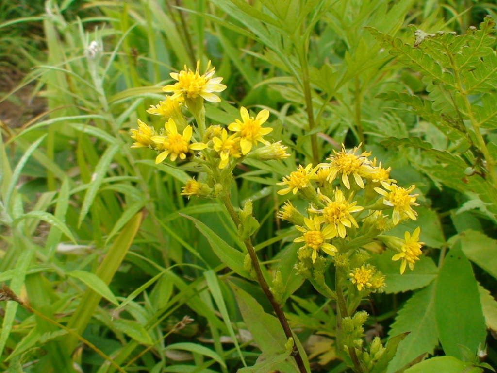 Изображение особи Solidago cuprea.