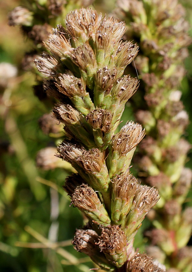 Изображение особи Liatris spicata var. montana.