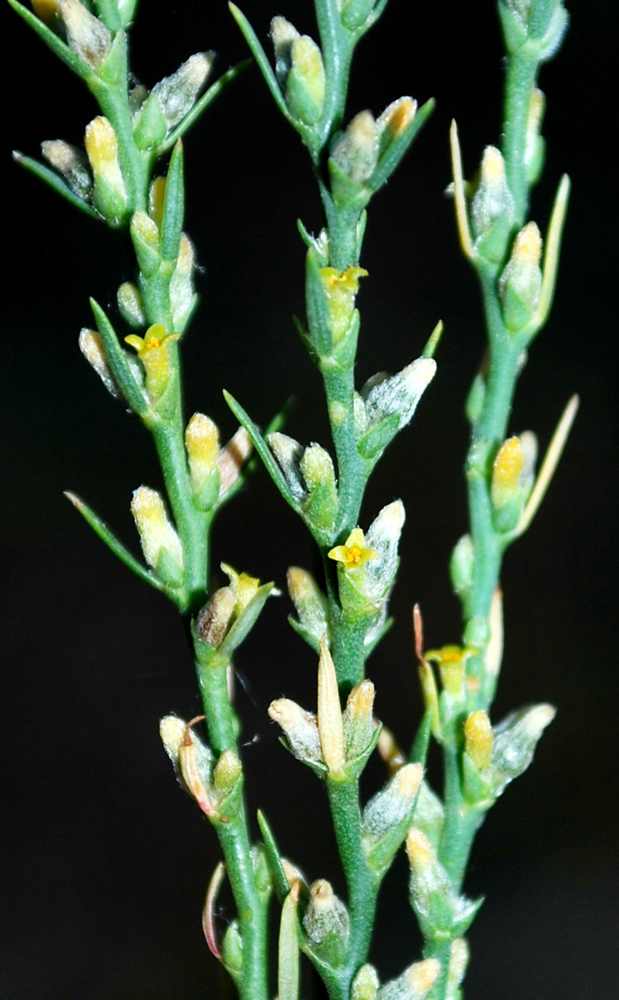 Image of Thymelaea passerina specimen.