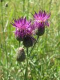 Centaurea adpressa. Верхняя часть растения с соцветиями. Украина, г. Запорожье, пос. Солнечный, на лугу. 29.06.2009.