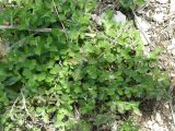 Teucrium chamaedrys. Листья. Крым, Ялта, окр. водопада Учан-Су. 16.05.2009.