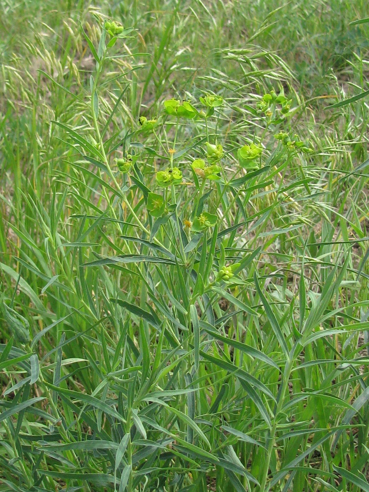 Изображение особи Euphorbia virgata.