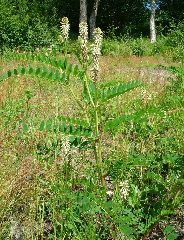 Изображение особи Astragalus uliginosus.