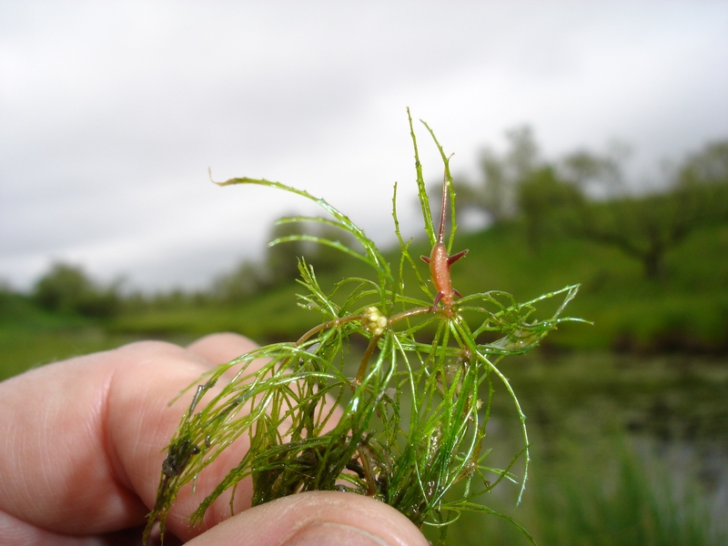 Изображение особи Ceratophyllum oryzetorum.