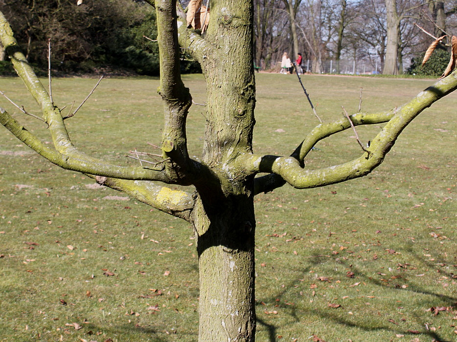 Image of Quercus imbricaria specimen.