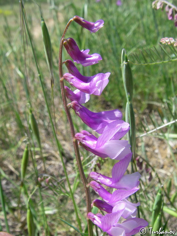 Image of Vicia elegans specimen.