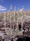 Artemisia caucasica