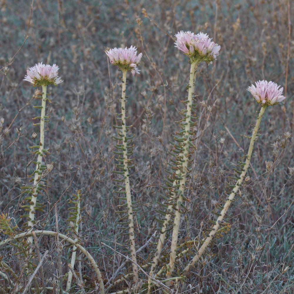 Изображение особи Pseudosedum longidentatum.