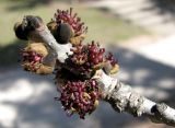 Fraxinus excelsior