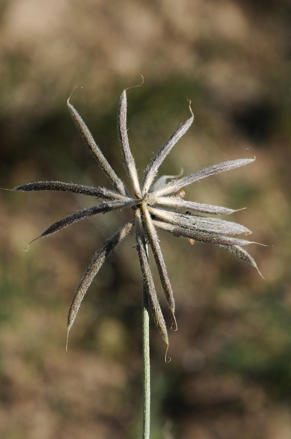 Изображение особи Astragalus arbuscula.