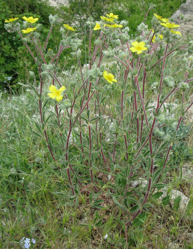 Изображение особи Potentilla pedata.