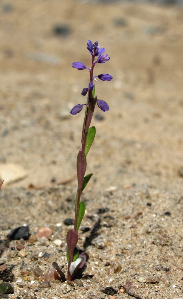 Image of Polygala amarella specimen.