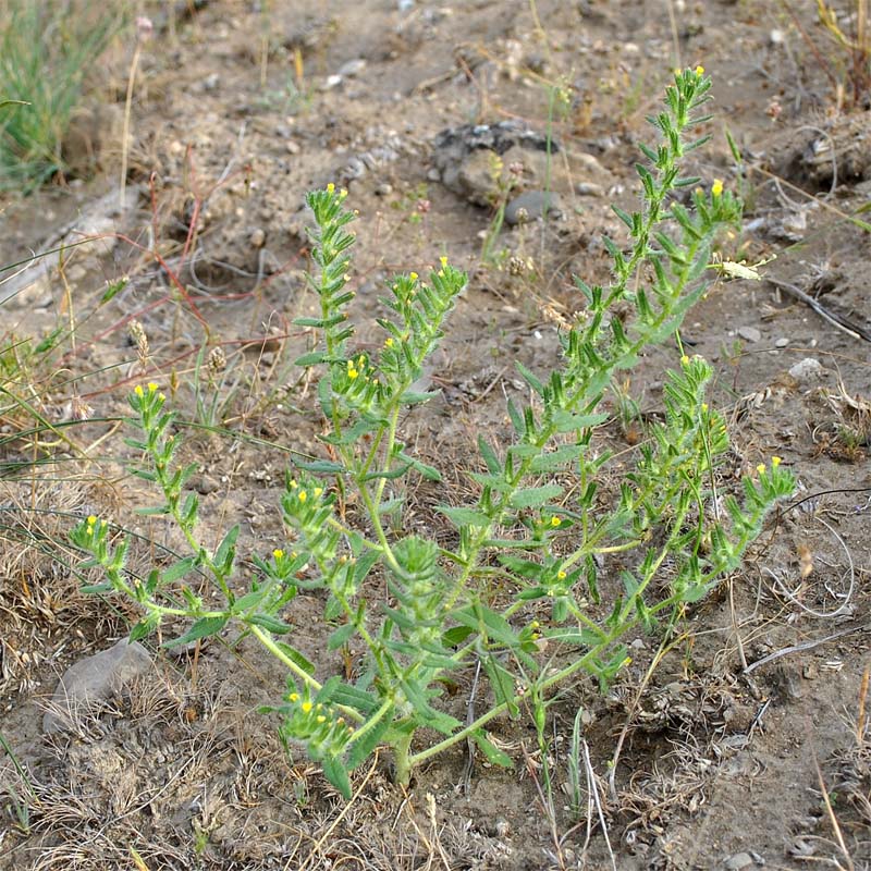 Изображение особи Arnebia decumbens.