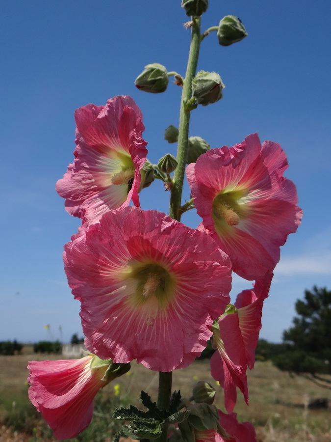 Image of Alcea rosea specimen.