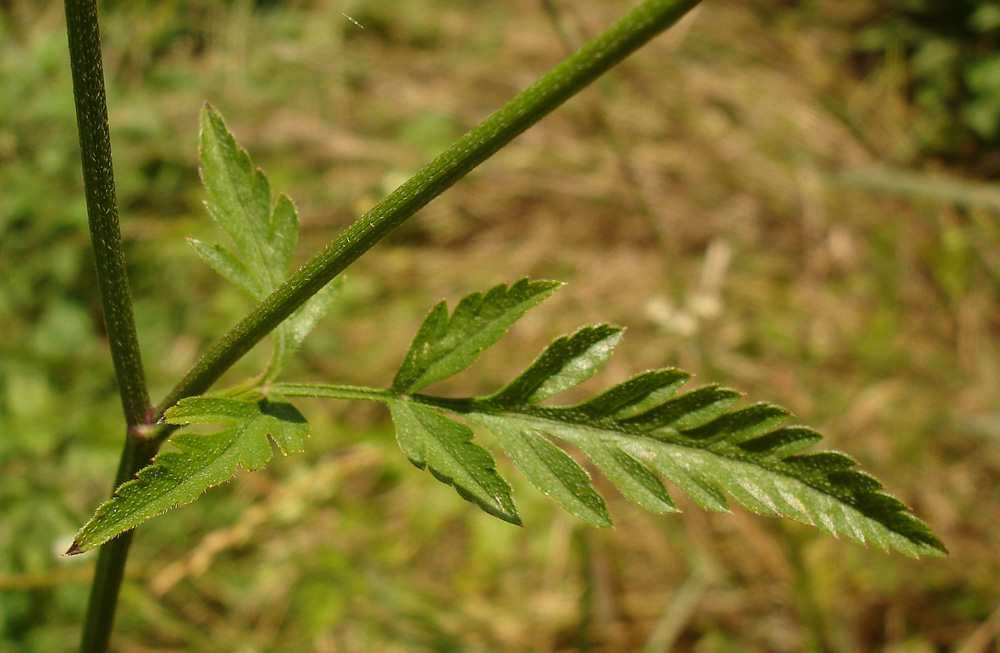 Image of Torilis japonica specimen.