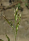 Agrostis gigantea