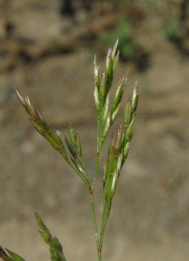 Изображение особи Agrostis gigantea.