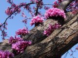Cercis siliquastrum. Скелетная ветвь с распускающимися цветками. Украина, г. Запорожье, Запорожский детский ботанический сад, во дворе. 27.04.2013.