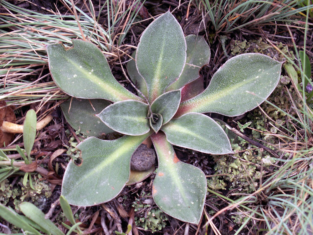 Image of Goniolimon orthocladum specimen.