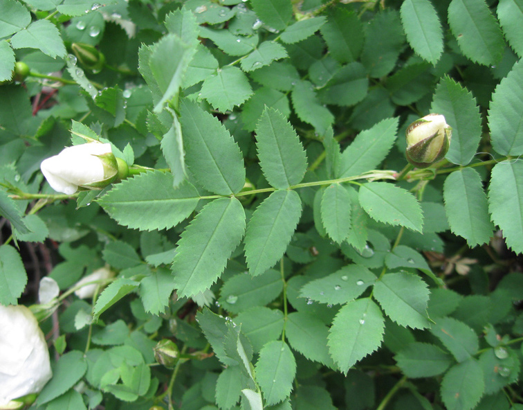 Image of Rosa spinosissima specimen.