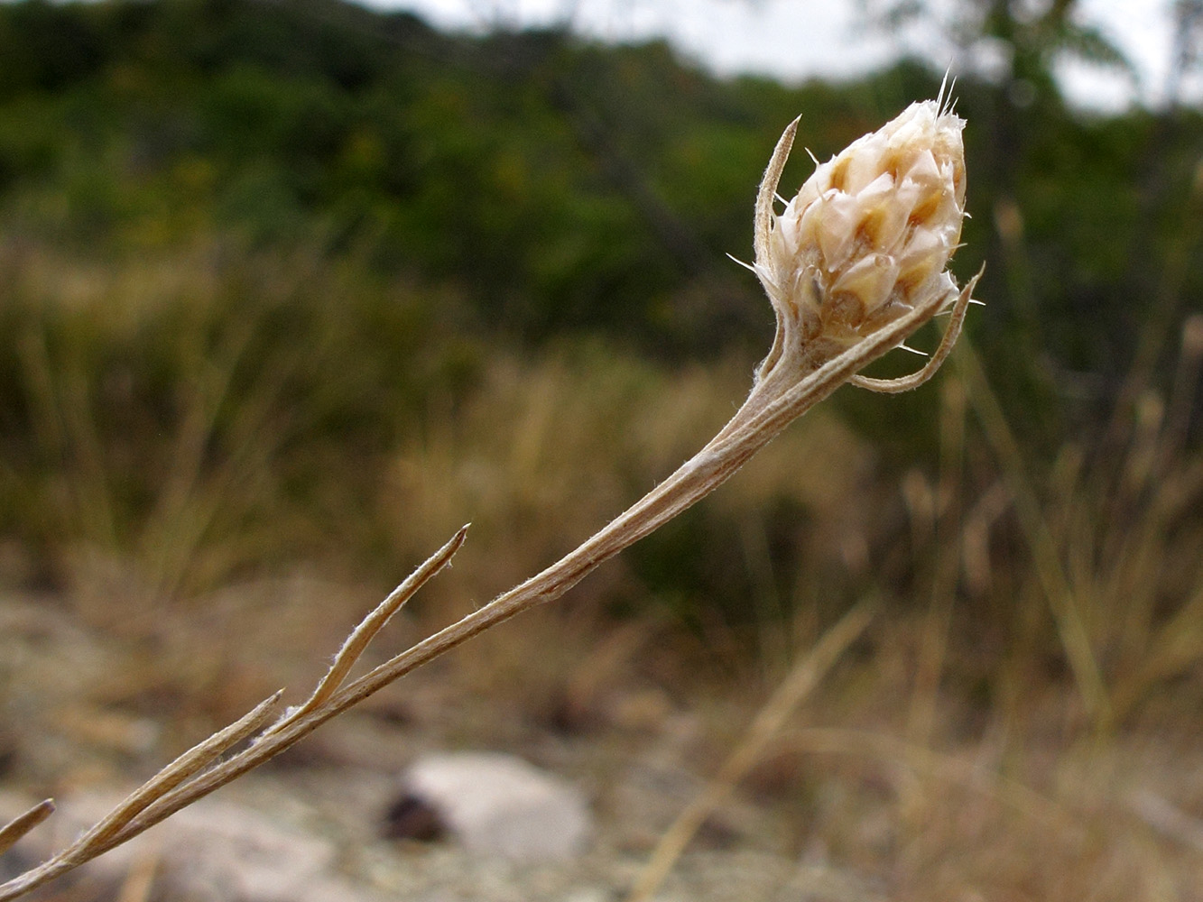 Image of Centaurea sarandinakiae specimen.