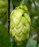 Humulus lupulus