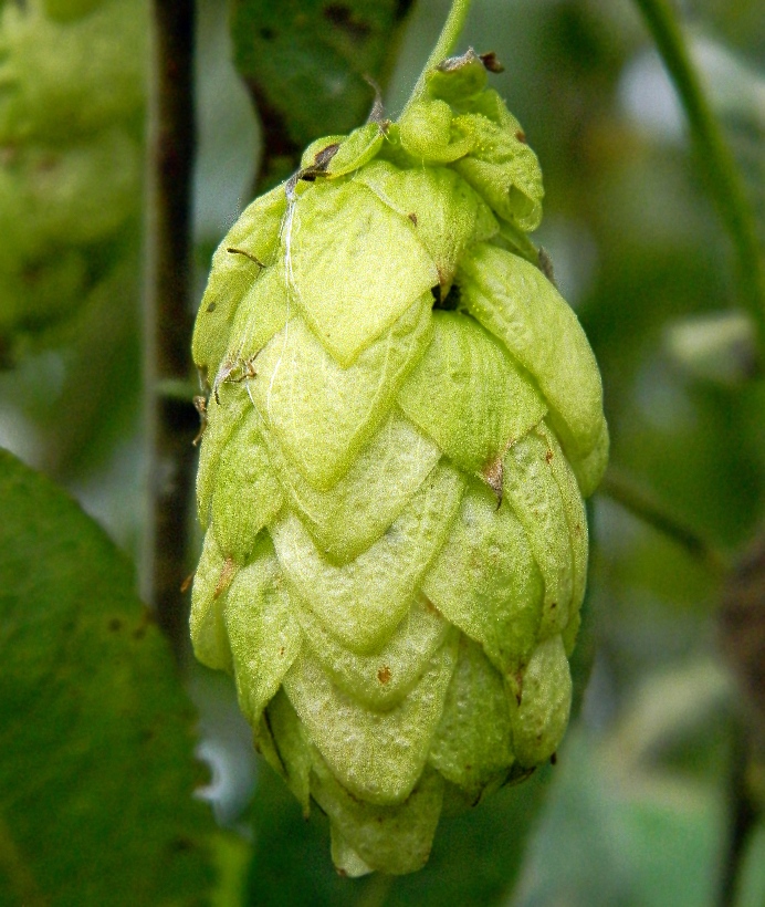 Изображение особи Humulus lupulus.