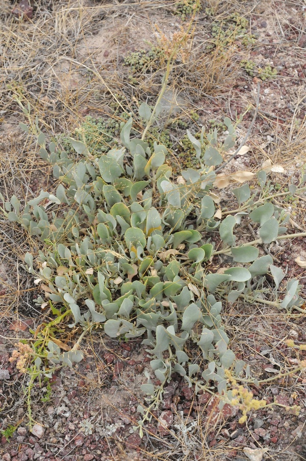 Изображение особи Halimione verrucifera.