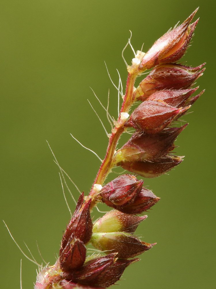 Изображение особи Echinochloa crus-galli.