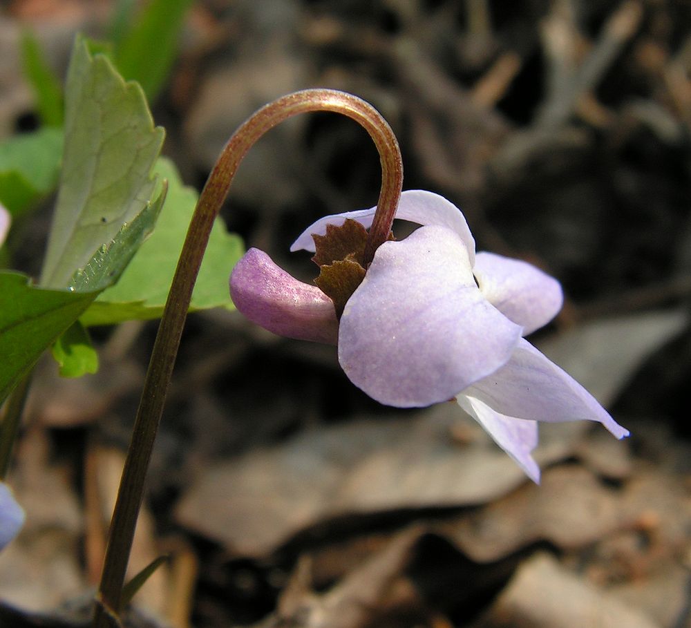 Изображение особи род Viola.