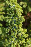 Juniperus sibirica. Часть растения с шишкоягодами. Кольский п-ов, Кандалакшский берег Белого моря, песчаный пляж. 07.08.2013.