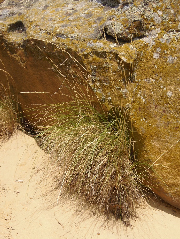 Image of familia Poaceae specimen.