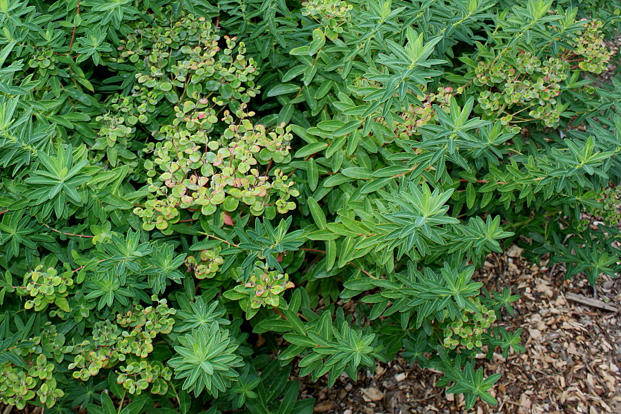 Изображение особи род Euphorbia.