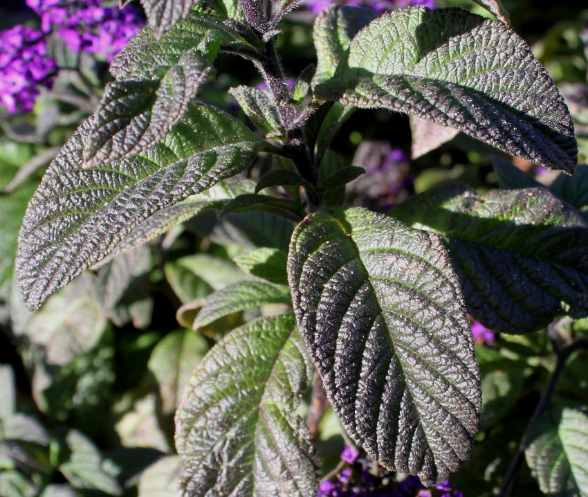 Image of Heliotropium arborescens specimen.