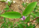 Lathyrus laxiflorus