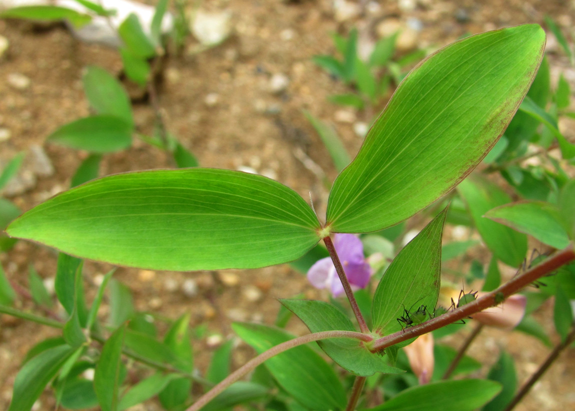 Изображение особи Lathyrus laxiflorus.